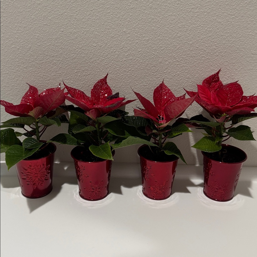 6 Mini Holiday Plant Pot